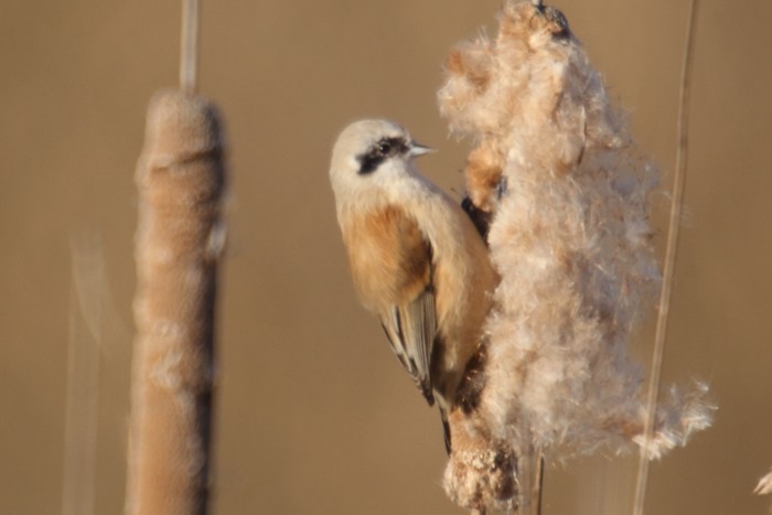 Penduline Tit