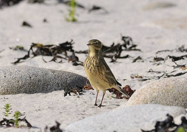 Buff-bellied Pipit