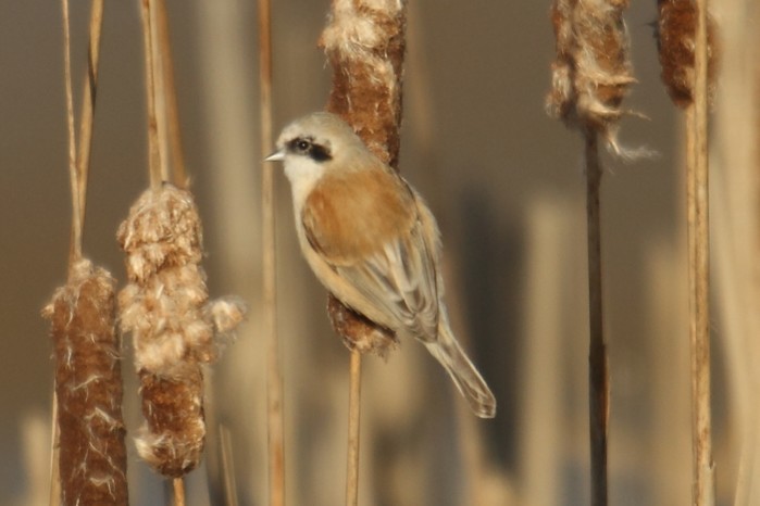 Penduline Tit