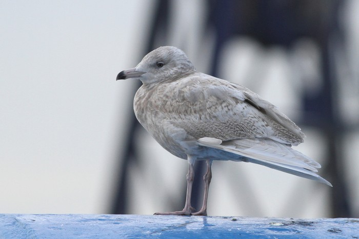 Glaucous Gull