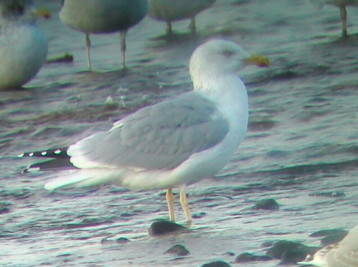Yellow-legged Gull