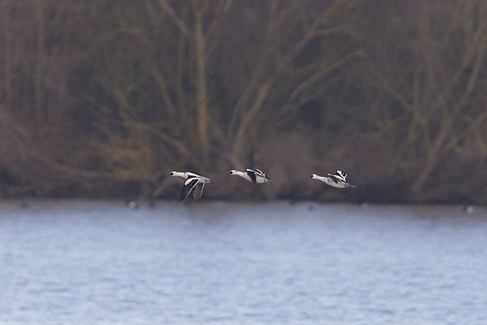 Smew