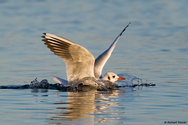 Black-headed Gull