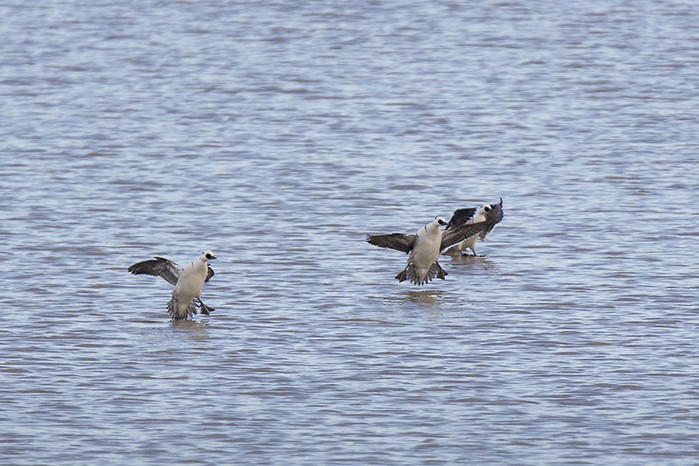 Smew