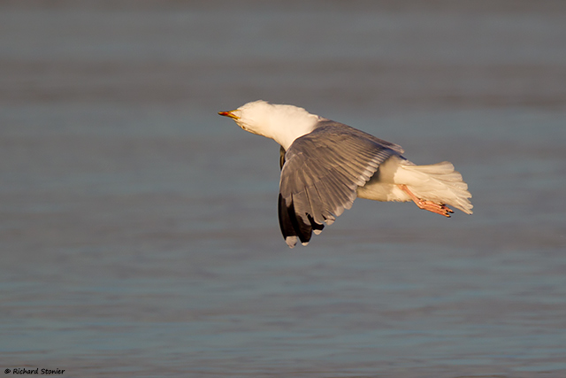 Herring Gull