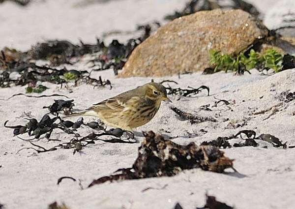Buff-bellied Pipit