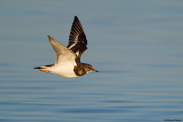 Turnstone