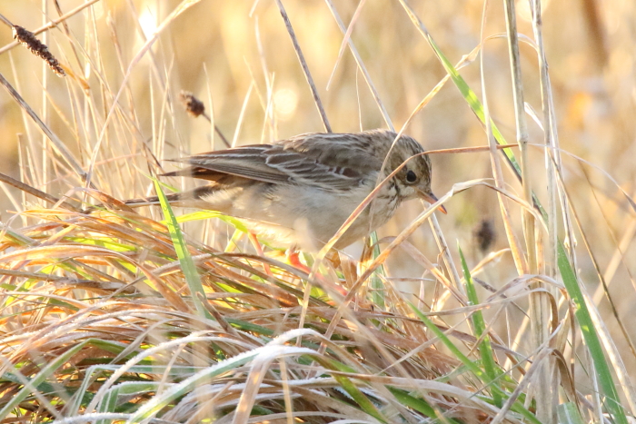 Blyth's Pipit