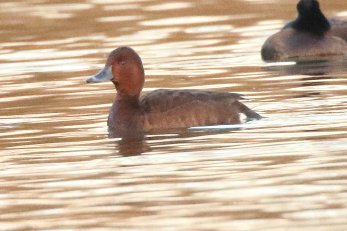 Ferruginous Duck