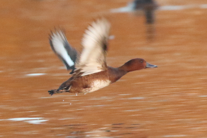 Ferruginous Duck