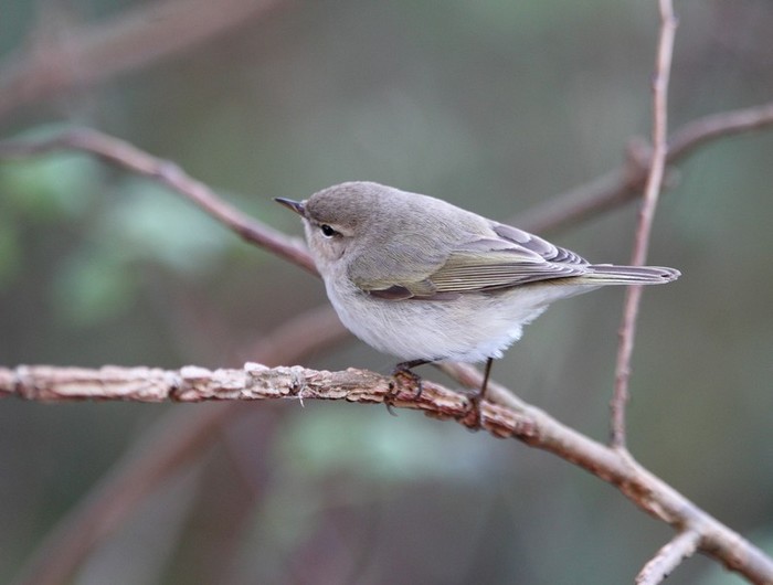 Siberian Chiffchaff