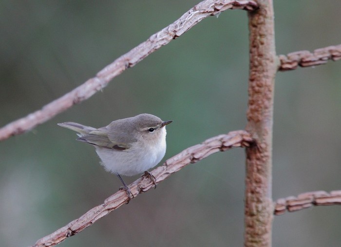 Siberian Chiffchaff