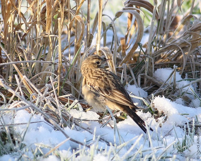 Blyth's Pipit