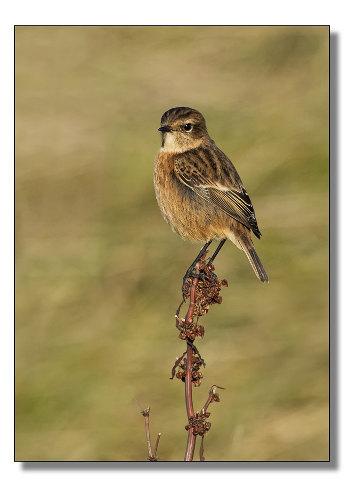Stonechat 