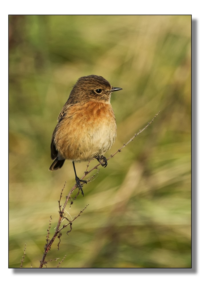 Stonechat