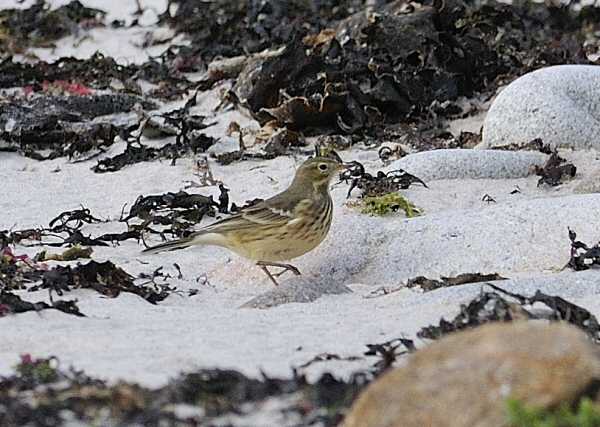 Buff-bellied Pipit