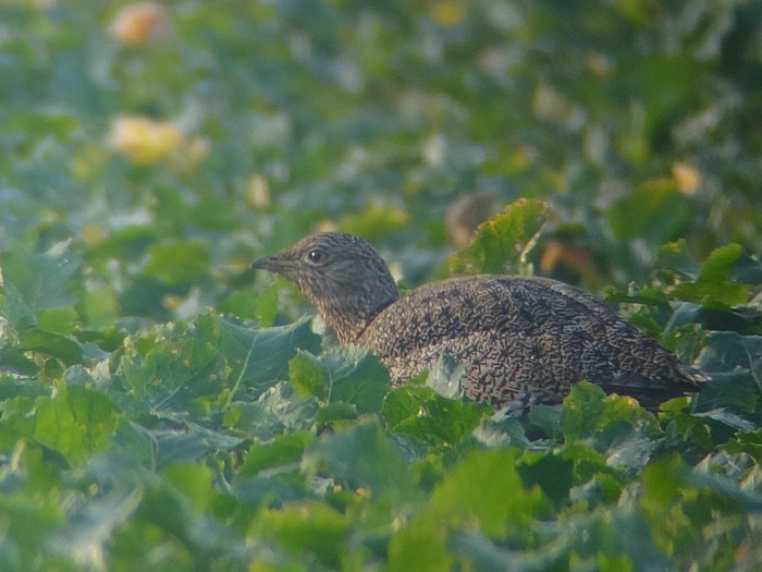Little Bustard