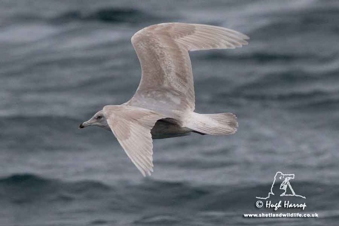 Kumlien's Gull