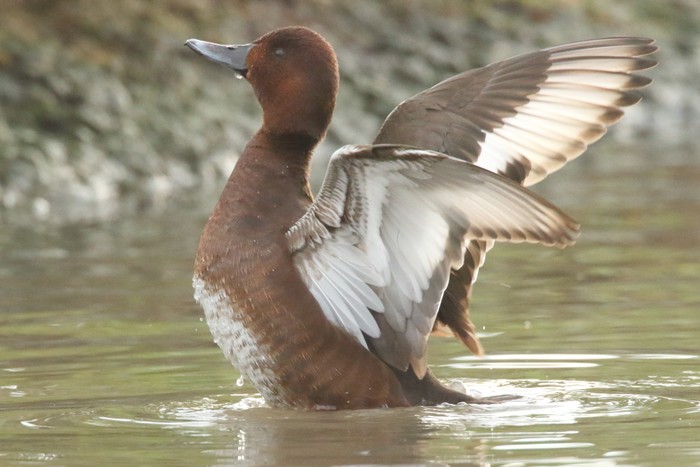 Ferruginous Duck