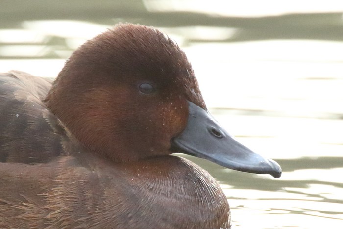 Ferruginous Duck