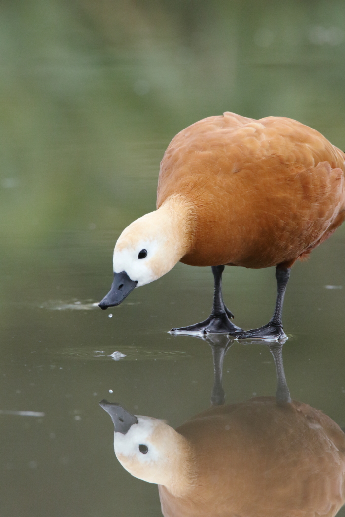 Ruddy Shelduck
