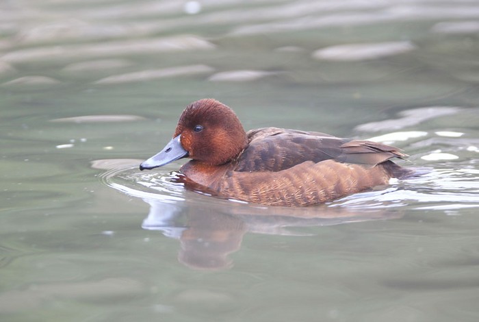 Ferruginous Duck
