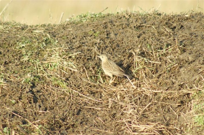 Blyth's Pipit