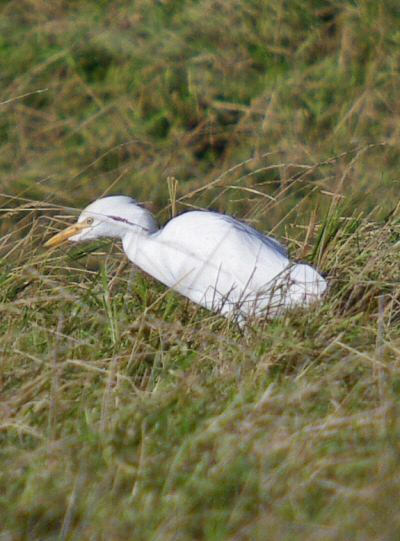 Cattle Egret