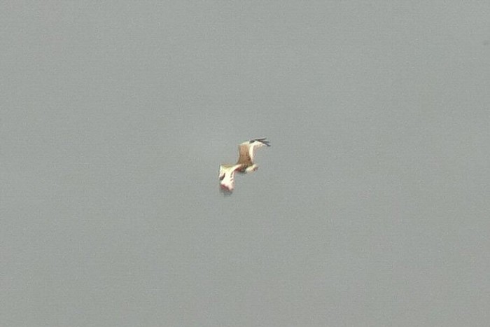 Little Bustard