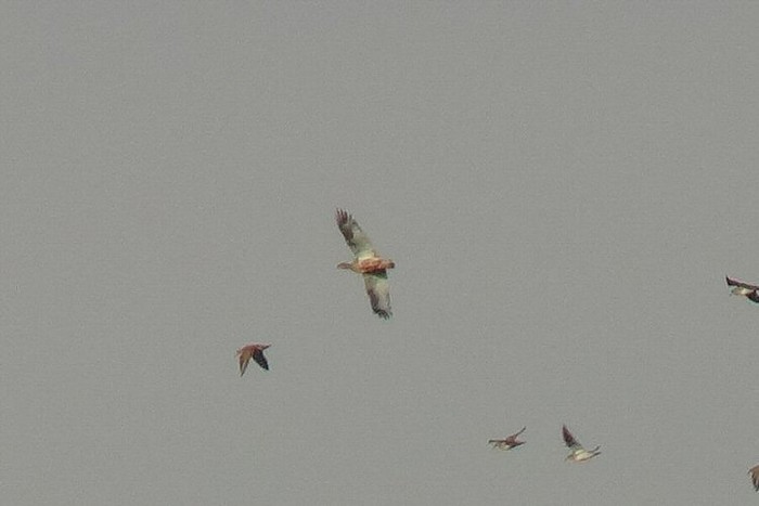 Little Bustard