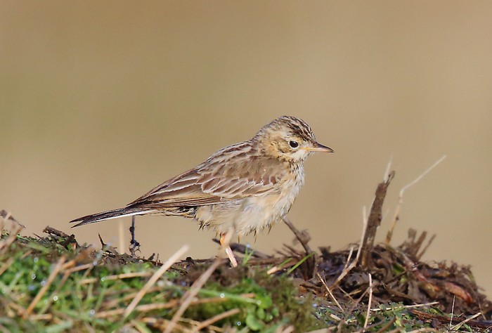 Blyth's Pipit