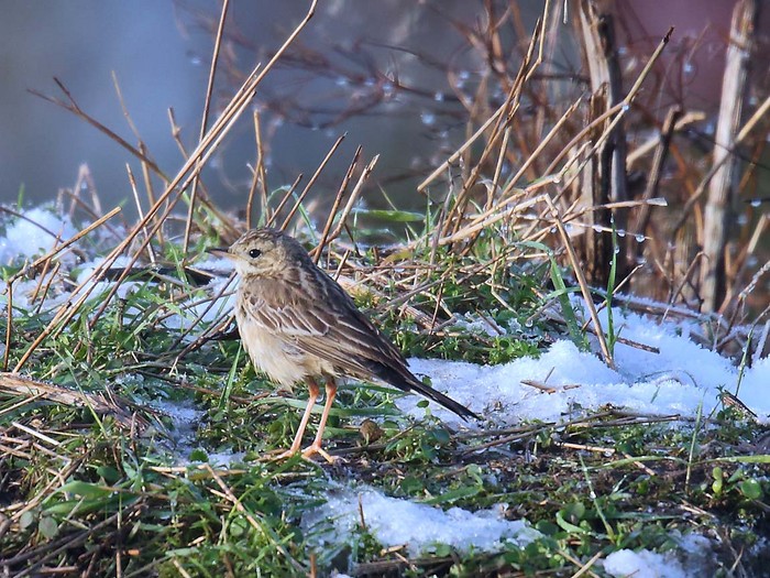 Blyth's Pipit