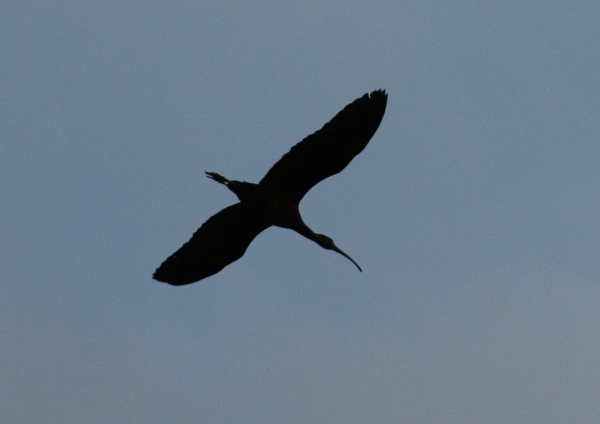Glossy Ibis