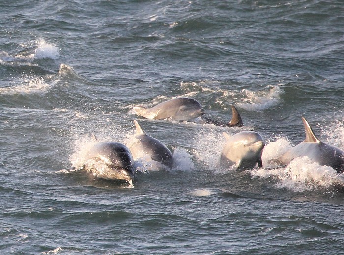 Bottlenose Dolphin