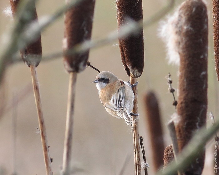 Penduline Tit