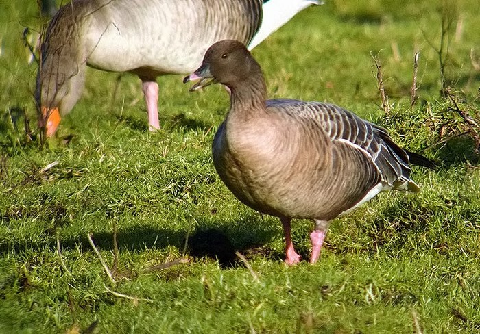 Pink-footed Goose