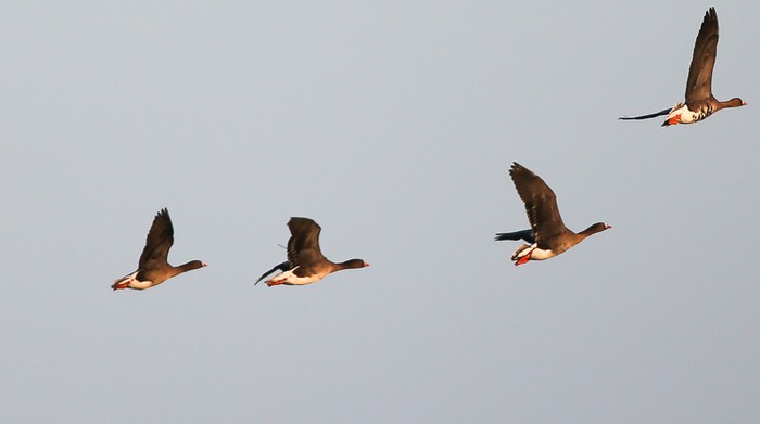 Lesser White-fronted Goose