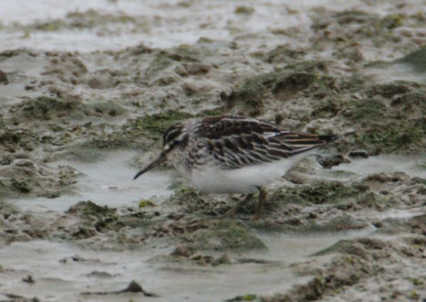 Broad-billed Sandpiper