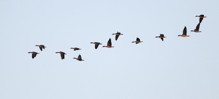 Tundra Bean Goose