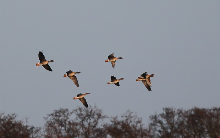 Tundra Bean Goose