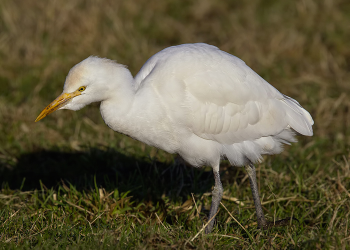 Cattle Egret