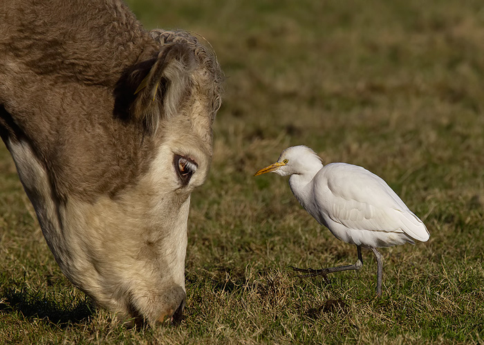 Cattle Egret