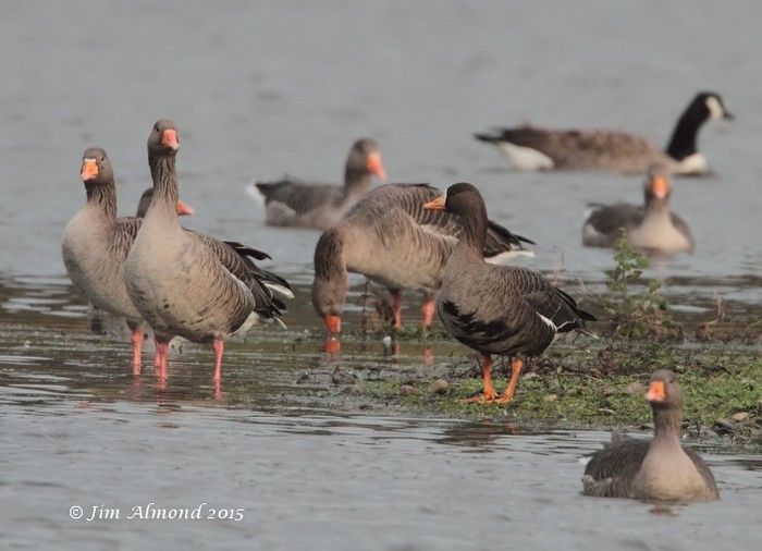 Greenland White-fronted Goose