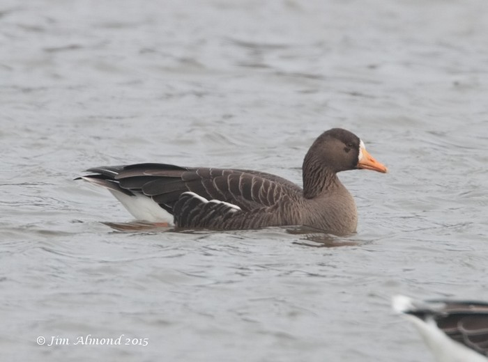 Greenland White-fronted Goose