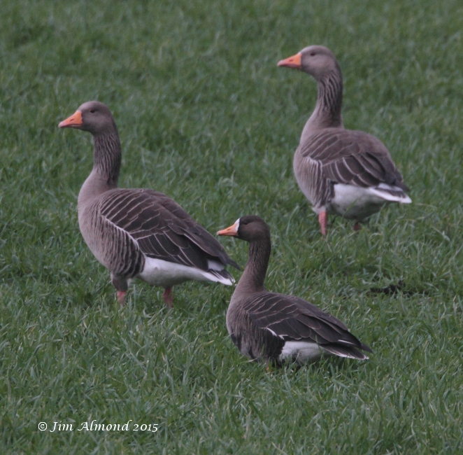 Greenland White-fronted Goose