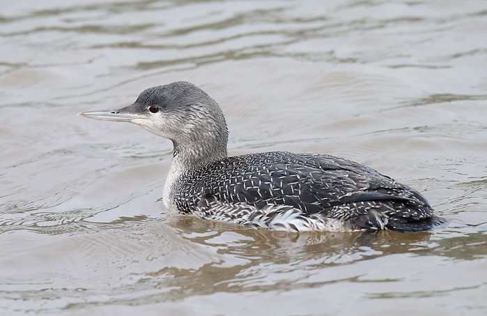 Red-throated Diver