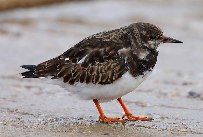 Turnstone