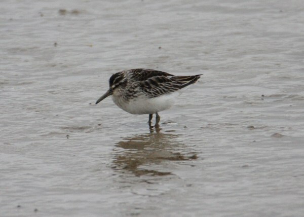 Broad-billed Sandpiper