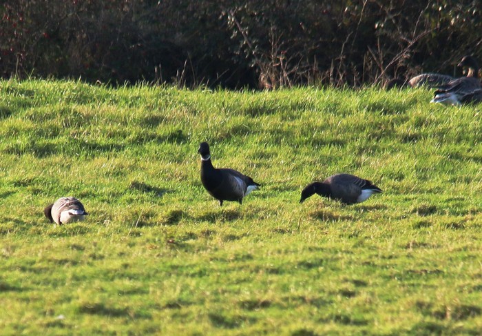 Black Brant