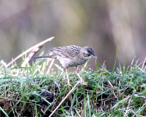 Blyth's Pipit